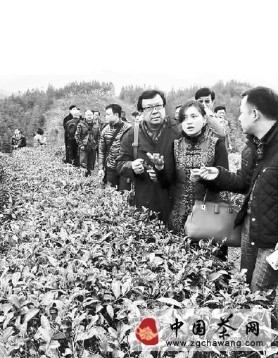 关于上海茶商考察团考察融水小博茶叶基地的热门信息