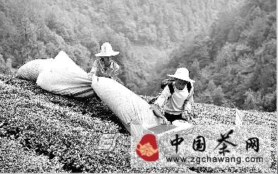 关于宣恩县茶农忙采摘秋茶的热门消息