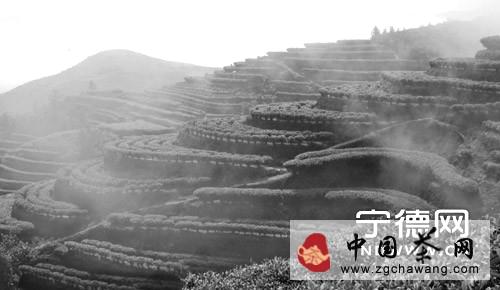 关于寿宁县高山乌龙茶神韵香飘四海的热门信息