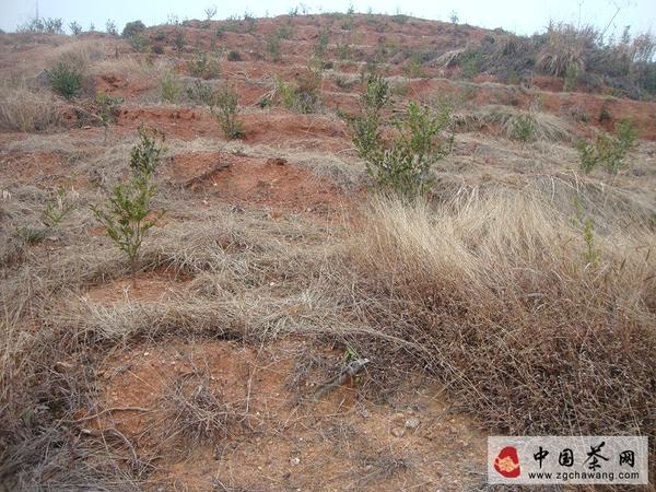 有关于百嘉高效开发油茶拓宽农民致富路的信息