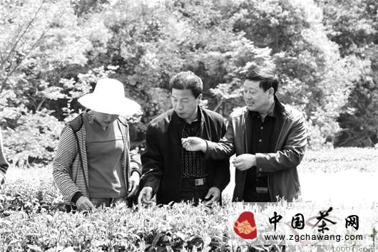 有关于秀水天香打破卖茶难的“魔咒”的信息