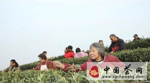 有关于泸州纳溪开采特早茶 打造“中国特早茶之乡”的最新资讯