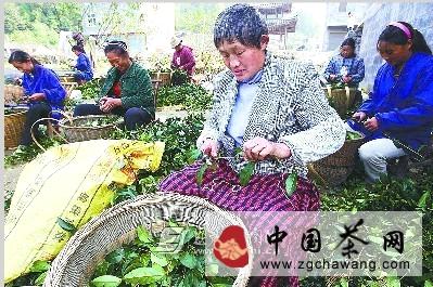 关于咸丰县大力发展良种茶的热门新闻