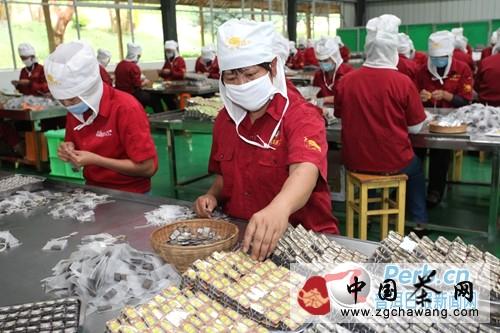 关于云南普洱茶叶加工带动农民增收致富的最新信息