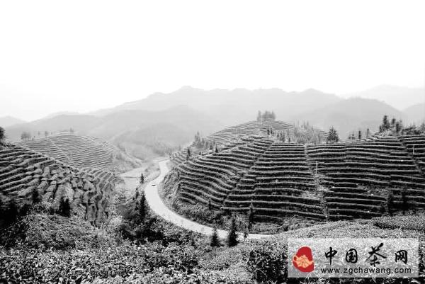 有关于柳州融水镇茶叶产业在壮大的热门信息