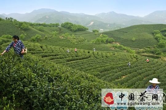 关于信阳毛尖茶叶栽培标准化示范区通过国家级验收的最新消息