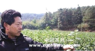 有关于武义全县3万亩春茶遭受严重霜冻的最新资讯
