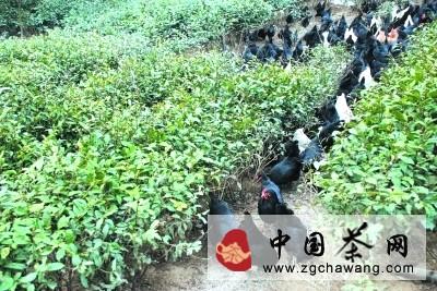 有关于康县充分发挥茶园资源 发展茶园养鸡群众增收的最新信息