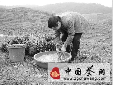 关于丹寨县“科学种茶” 茶苗成活率高达94.4%的热门资讯