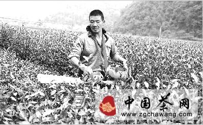 关于恩施市白果乡拉开茶园秋管序幕的最新消息