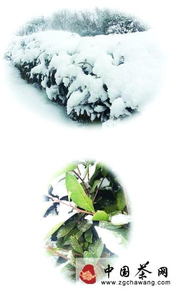 关于连续雨雪天气影响新茶上市 早春茶遭遇冰火两重天的热门新闻