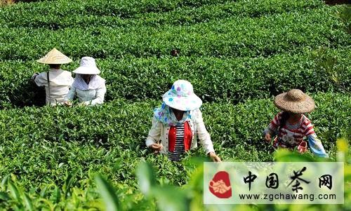 关于融安县瑶胞忙采“立秋茶”的新闻