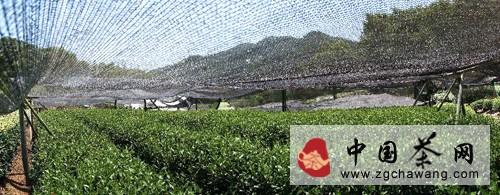 有关于茶届动态：杭州茶农抗旱护茶的信息(2)