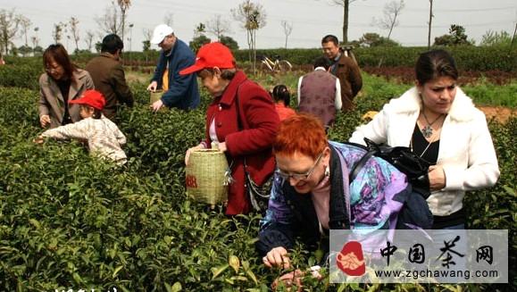 关于丹阳市迈村借远程教育网络助推茶叶产业发展的热门信息(1)