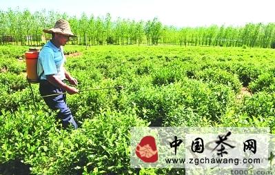 有关于巢湖市坝镇做大做强特色茶叶产业的最新资讯