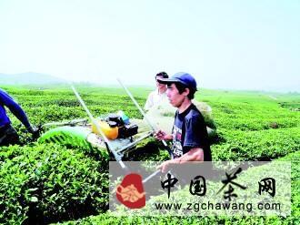 关于贵州“十一五”茶叶科技重大专项通过验收的资讯