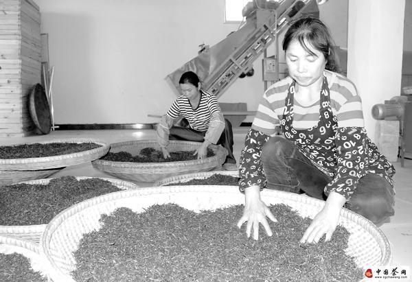 关于思南县长坝镇加工生产绿茶产品的新闻