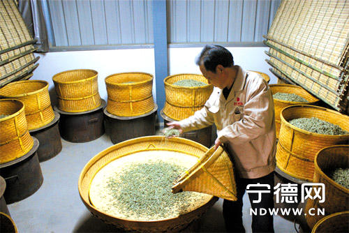 关于传承技艺白茶飘香 品牌运作商机再现的新闻(5)