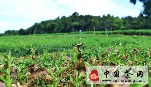 关于西湖龙井茶叶遭受十年不遇旱情的热门新闻
