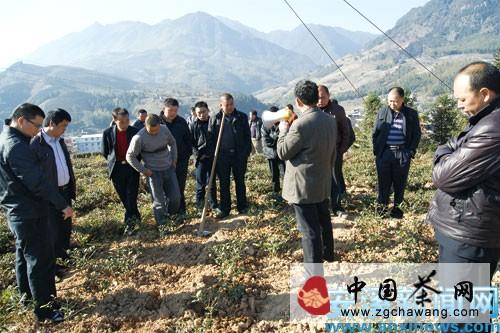 关于安溪县茶农抢抓晴好天气，做好冬季茶园管理的最新资讯