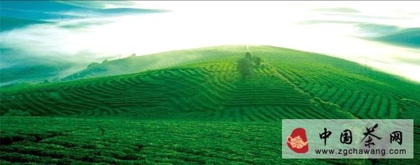 关于受中央1号文件影响 今起普洱茶何去何从？的最新资讯