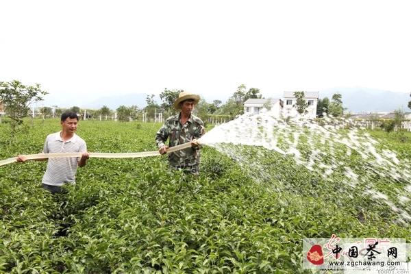 有关于重庆梁平：持续高温导致茶叶枯黄的热门资讯