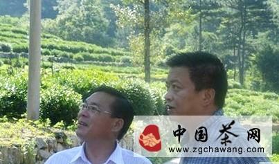 关于岳西副县长储耀华调研包家石佛寺有机茶基地的最新消息