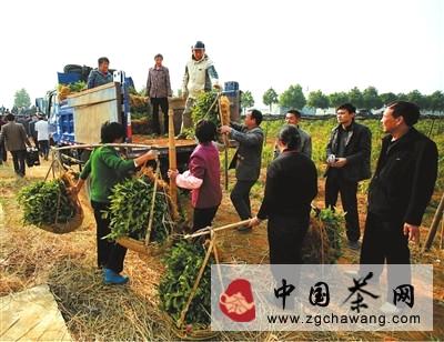 有关于崇阳县白霓茶苗交易忙的资讯(1)