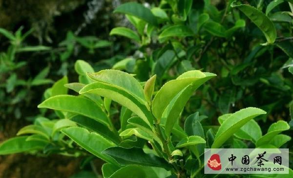 有关于焦聚：春茶即将上市，教你如何鉴别的最新资讯(1)