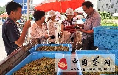 关于浙江磐安 高山夏茶开始采摘的热门消息