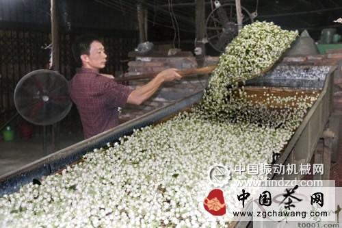 关于直线振动筛在茉莉花茶生产工艺中的应用的最新信息