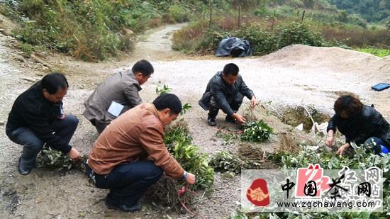 关于保靖县严把黄金茶补植补造茶苗质量关的最新资讯
