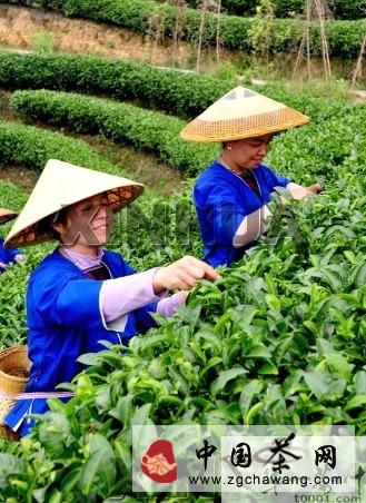 关于茶叶成为三江县农民收入支柱产业的最新信息