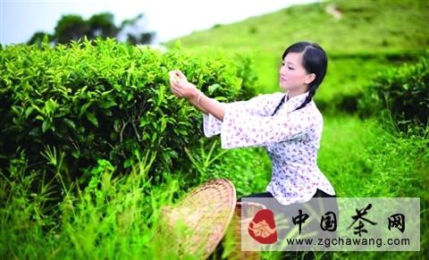 关于碧螺春首批茶叶将在3月下旬上市的资讯