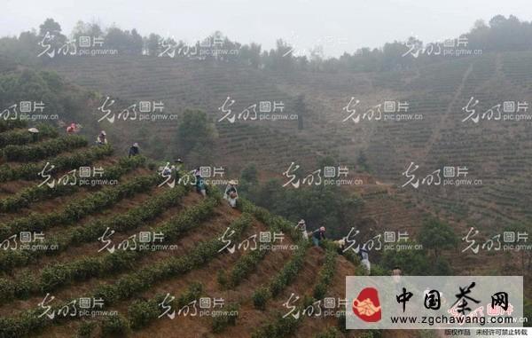 有关于昭平县17万亩茶园陆续开采今年首批春茶(图)的信息(1)