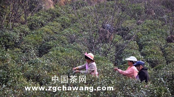 有关于枞阳：大山村茶叶专业合作社助村民致富的热门资讯