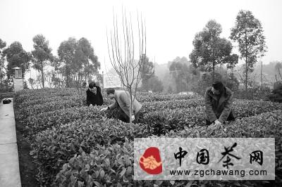 有关于犍为县计划三年建设高标准茶园的最新信息