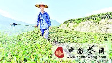 关于尤溪县强化生态茶园建设 今年已实现产值2.85亿的信息
