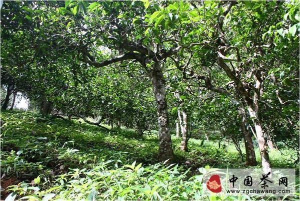 有关于2014年普洱茶行业的8大趋势的信息