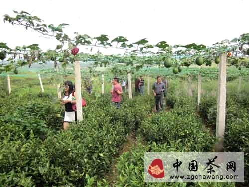 关于贵州省监狱管理局助推凤冈茶园套种吊瓜项目（图）的信息