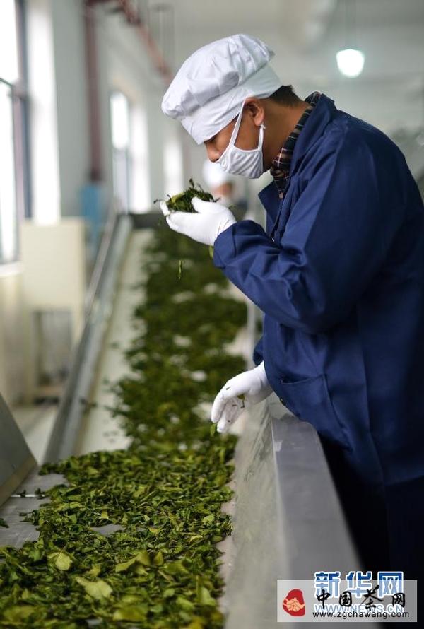 关于中国黄茶产业联盟助推岳阳黄茶向现代化转型的资讯(1)