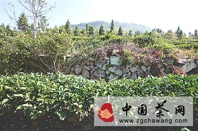 关于走进百年老茶山的前世今生的新闻