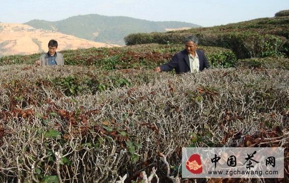 关于高温侵袭茶园 茶农损失严重的最新消息(1)