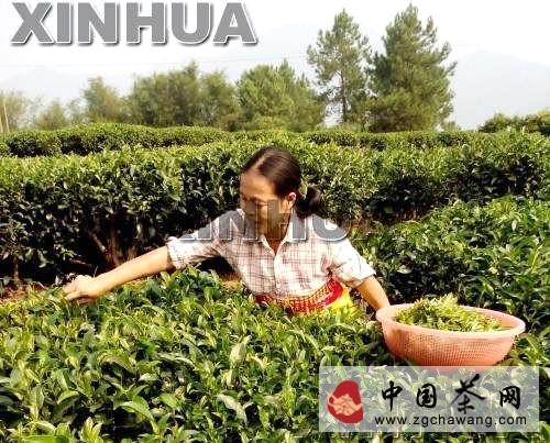 关于国庆佳节 广西昭平茶农忙采摘白露茶的最新消息(1)