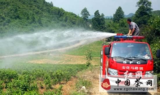 关于安化云台山黑茶基地遭重旱 政企合力保茶成绩显著的消息(3)