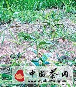 有关于航天育种的武夷岩茶有何不同？的热门新闻