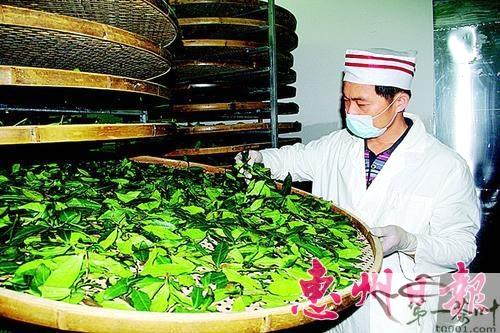 有关于龙门成功引种安溪铁观音的热门新闻(1)