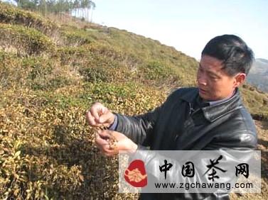 关于高温侵袭茶园 茶农损失严重的最新消息