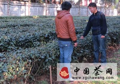 有关于水城县气象局开展＂水城春＂春茶特色农业服务的热门新闻