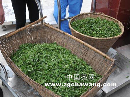 关于信阳红今年依然将是热门词语的新闻